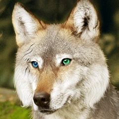 Char Avatar