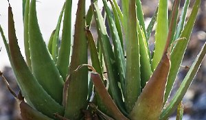 Aloe