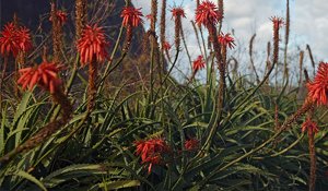 Aloe