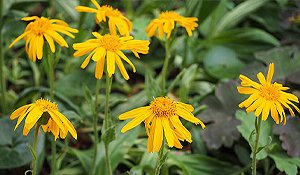 Arnica