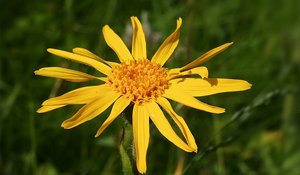 Arnica