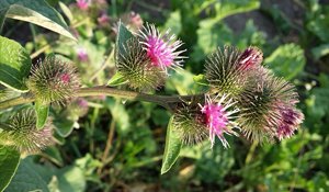 Burdock
