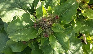 Burdock