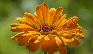 Calendula