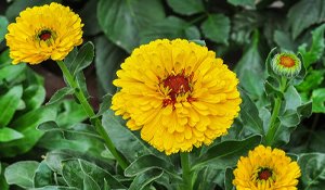 Calendula