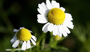Chamomile