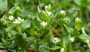 Chickweed