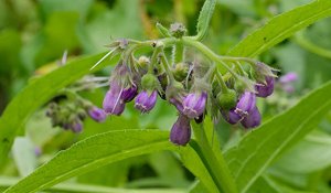 Comfrey