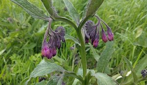 Comfrey