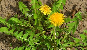 Dandelion