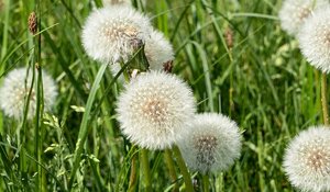 Dandelion