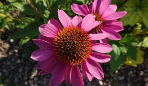 Echinacea