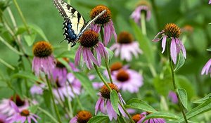 Echinacea