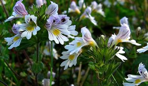 Eyebright