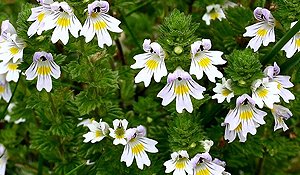 Eyebright