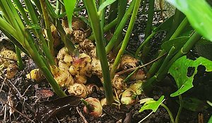 Wild Ginger
