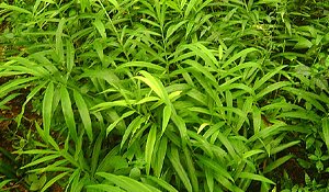Wild Ginger