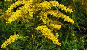 Goldenrod