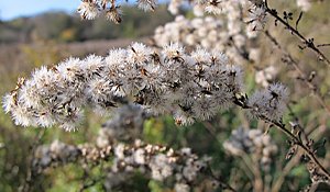 Goldenrod