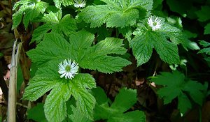 Goldenseal