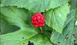 Goldenseal