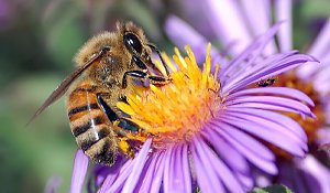 Honeybee