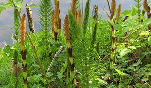 Horsetail