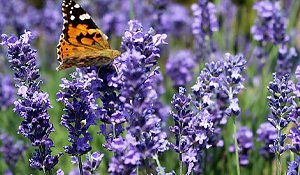 Lavender