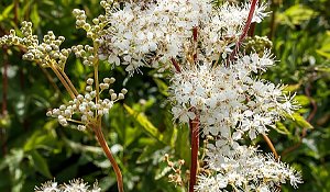 Meadowsweet