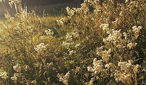 Meadowsweet