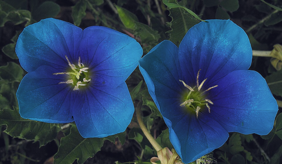 Solstice Primrose