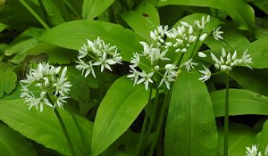 Wild Garlic