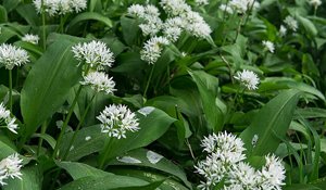Wild Garlic